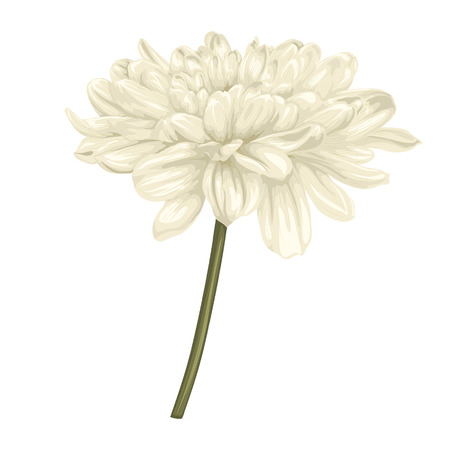 beautiful beige dahlia with stem isolated on white background.のイラスト素材