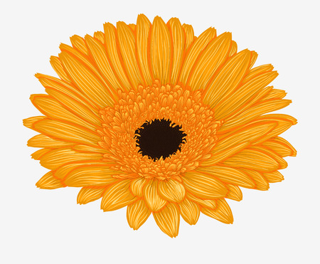 Beautiful yellow gerbera isolated on white background . Hand-drawn with effect of drawing in watercolorのイラスト素材