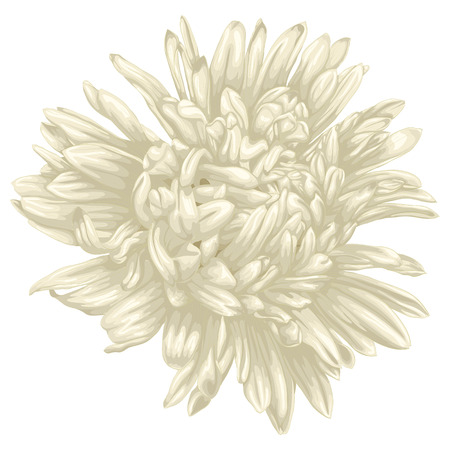 Beautiful beige aster isolated on white background . Hand-drawn with effect of drawing in watercolorのイラスト素材