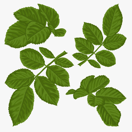 set of beautiful green leaves isolated on white. Hand-drawn with effect of drawing in watercolorのイラスト素材