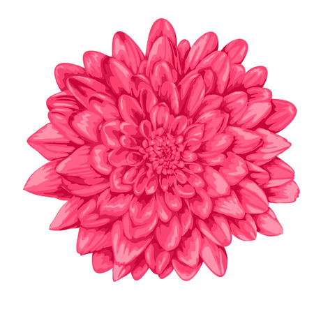 beautiful pink dahlia with the effect of a watercolor drawing isolated on white background.のイラスト素材