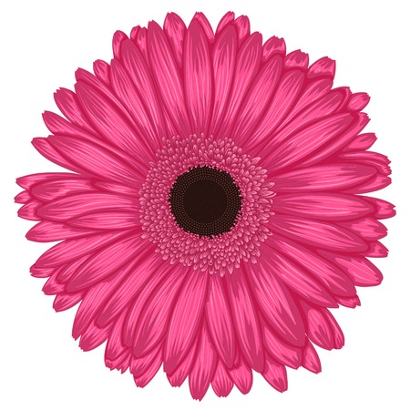 Beautiful pink gerbera isolated on white background . Hand-drawn with effect of drawing in watercolorのイラスト素材