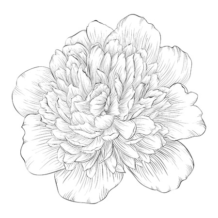 beautiful monochrome black and white peony flower isolated on white background. Hand-drawn contour lines and strokes.のイラスト素材
