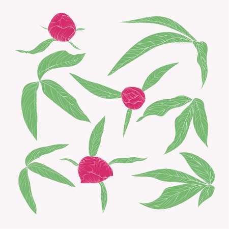 set of beautiful peony leaves and buds in vintage colors isolated on white. Hand-drawn contour lines and strokes.のイラスト素材