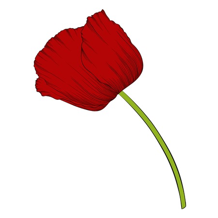 beautiful red poppy in a hand-drawn graphic style in vintage colors isolated on background. Hand-drawn contour lines and strokes.のイラスト素材