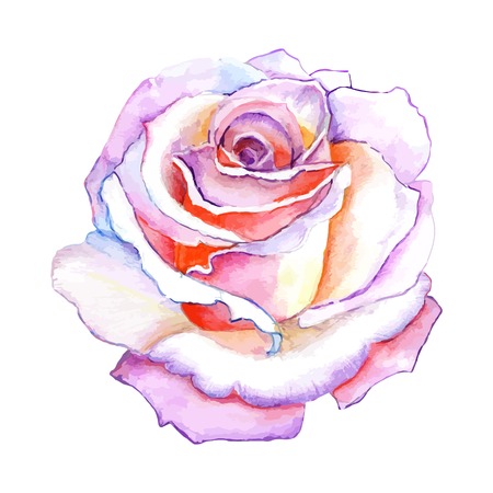 beautiful rose watercolor hand-painted isolated on white background. for greeting cards and invitations of the wedding, birthday, Valentine's Day, mother's day and other seasonal holidaysのイラスト素材