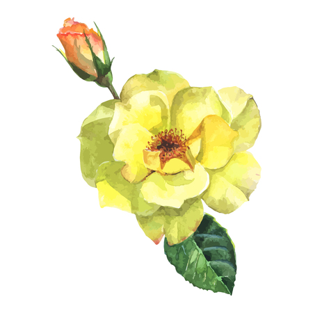 beautiful rose watercolor hand-painted isolated on white background. for greeting cards and invitations of the wedding, birthday, Valentine's Day, mother's day and other seasonal holidaysのイラスト素材