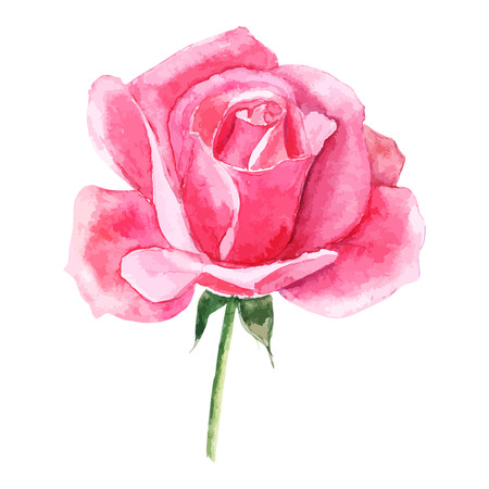 beautiful rose watercolor hand-painted isolated on white background. for greeting cards and invitations of the wedding, birthday, Valentine's Day, mother's day and other seasonal holidaysのイラスト素材