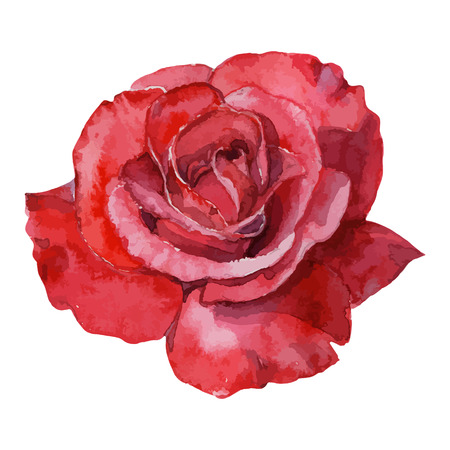 beautiful rose watercolor hand-painted isolated on white background. for greeting cards and invitations of the wedding, birthday, Valentine's Day, mother's day and other seasonal holidaysのイラスト素材
