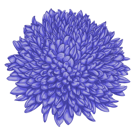 beautiful pink chrysanthemum isolated on white background. for greeting cards and invitations of the wedding, birthday, Valentine's Day, mother's day and other seasonal holidaysのイラスト素材