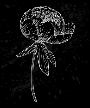 black and white peony flower isolated on background.  contour lines and strokes. design for greeting card and invitation of the wedding, birthday, Valentine's Day, mother's day and other seasonal holiday.のイラスト素材