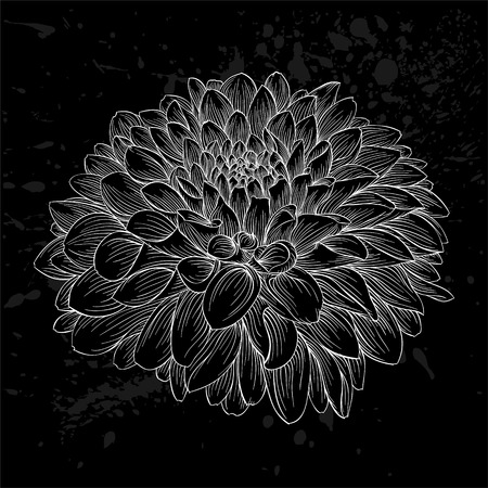 beautiful monochrome black and white dahlia flower isolated. Hand-drawn contour lines and strokes. for greeting cards and invitations of wedding, birthday, mother's day and other seasonal holidayのイラスト素材