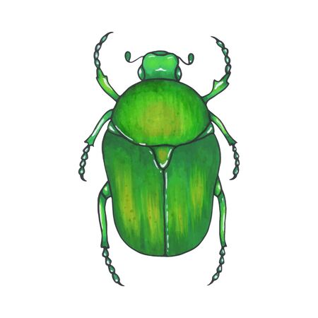 bug bronze. Hand drawn insect illustration, detailed art. Isolated bug on white backgroundのイラスト素材