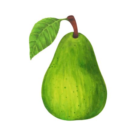 realistic green pear isolated on white background. Vector illustration.のイラスト素材