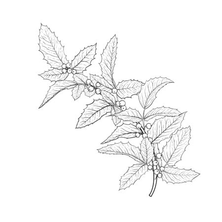 black and white hand drawn holly, ilex branch with berry and leaves on white background. design holiday greeting cards and invitations of Merry Christmas and Happy New Year, seasonal winter holidays.のイラスト素材