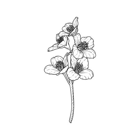 black and white branch flower jasmine outline isolated on background. Hand-draw contour line and strokes branch flowers. Design element for greeting card and invitation.のイラスト素材