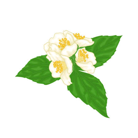 beautiful branch flower jasmine cartoon watercolor style isolated on white background. Hand-draw branch flowers. Design element for greeting card and invitation. Vector illustration.のイラスト素材