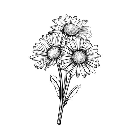 beautiful monochrome, black and white daisy bouquet flowers isolated. for greeting cards and invitations of the wedding, birthday, Valentine's Day, mother's day and other seasonal holiday,のイラスト素材