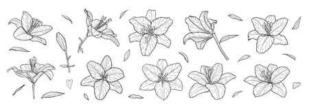 set of black and white lily isolated on background. Hand-drawn. design greeting card and invitation of the wedding, birthday, Valentine s Day, mother s day and other holiday.のイラスト素材