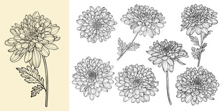 set of beautiful monochrome, black and white chrysanthemum daisy flower isolated. for greeting card and invitations of the wedding, birthday, Valentines Day, mothers day and other seasonal holidayのイラスト素材