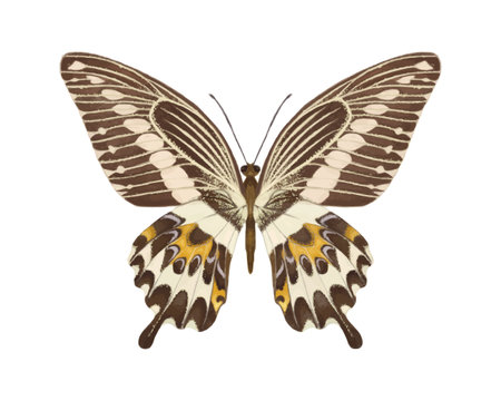 Watercolor butterfly Papilio gigon with symmetrical open wings isolated on white background, detailed tropical insect, watercolor-style. Black and yellow watercolor butterfly.のイラスト素材