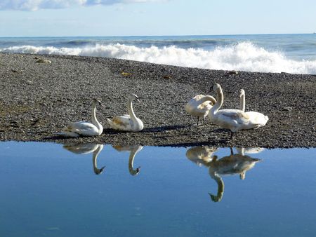 a group of swans at river front with heavy waves pounding the stone beach in the Mediterranean exploding into foam in the backgroundの写真素材