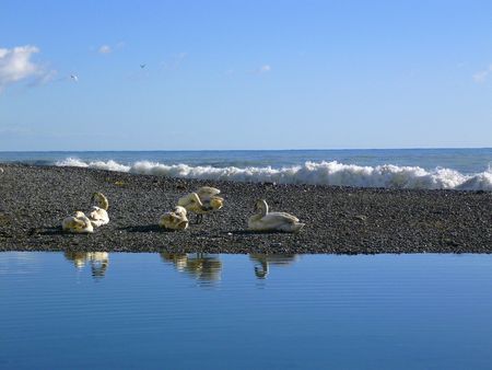 a group of swans at river front with heavy waves pounding the stone beach in the Mediterranean exploding into foam in the backgroundの写真素材