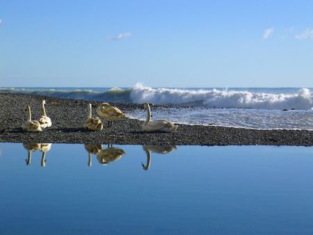 a group of swans at river front with heavy waves pounding the stone beach in the Mediterranean exploding into foam in the backgroundの写真素材
