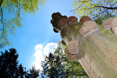 fungi growing on a bald tree