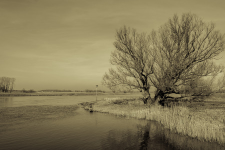 A tree at the river "the IJssel" vintage look province Overijsselの写真素材