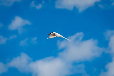 Beautiful sterna hirundo in full flight, at the Bothnian Sea in east Sweden in the nature preserve Hornslandetの写真素材