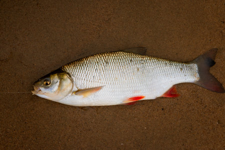 Fishing and catching a Ide or orfe in the river the IJssel, The ide (Leuciscus idus), or orfe, is a...