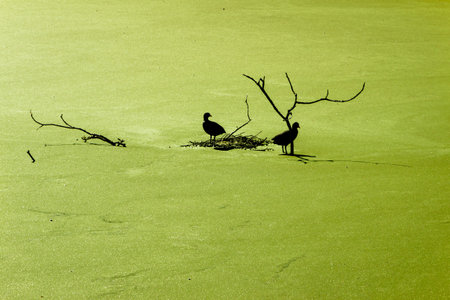 Moorhens in silhouette sitting on a sunk branch in a pond completely covered with duckweed, picture...