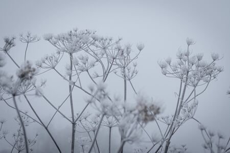Cane and cow parsley covered with hoar on a cold and icy misty morning at lake "keerermeerstal" in the netherlandsの写真素材