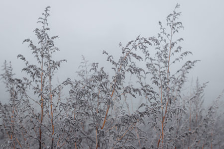 Cane and cow parsley covered with hoar on a cold and icy misty morning at lake "keerermeerstal" in the netherlandsの写真素材