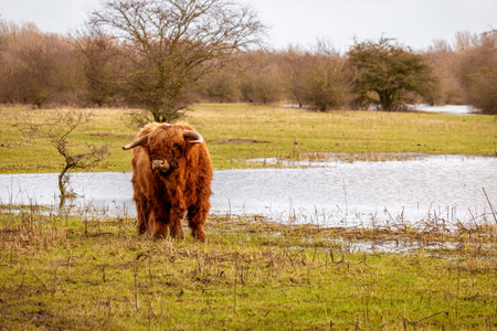 Scottish highlander a beautiful brown wild cow with huge horns in the swampy grass near the rainy...