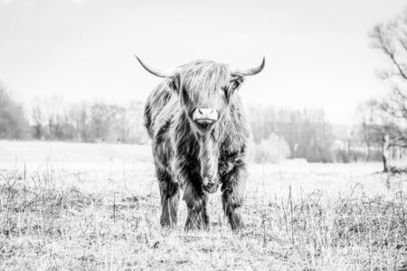 agriculture, animal, background, beef, brown, bull, cattle, country, countryside, cow, domestic, face, farming, field, grass, hair, hairy, head, herd, highland cattle, highlander, holland, horn, horned horns , isolated, landscape, livestock, mammal, meadow, meat, natural, nature, netherlands, no people, outdoor, portrait, raw, red, rough, rugged, scottish, scottish highland cattle, standing, view, wild, wildlife, winterの写真素材