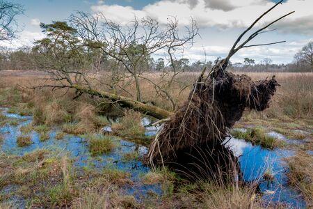 Grassy and swampy peat area with puddles and yellow grass in the national stream and esdorp landscape of Drenthe, this photo taken near the area of Galgenbergの写真素材
