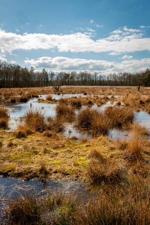 Grassy and swampy peat area with puddles and yellow grass in the national stream and esdorp landscape of Drenthe, this photo taken near the area of Galgenbergの写真素材