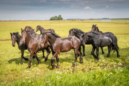 Beautiful black horses in the meadow in the spring in the Netherlands, province Friesland region Gaasterlandの写真素材