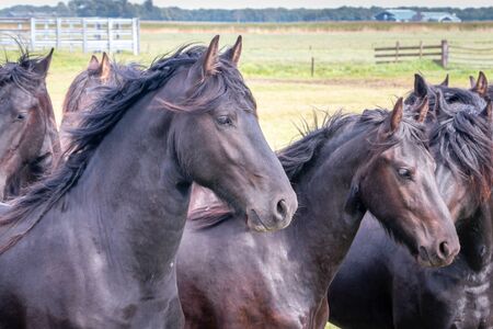 Beautiful black horses in the meadow in the spring in the Netherlands, province Friesland region Gaasterlandの写真素材