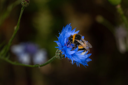 A bumblebee looking for nectar in the beautiful blue cornflower, province Overijssel Netherlands