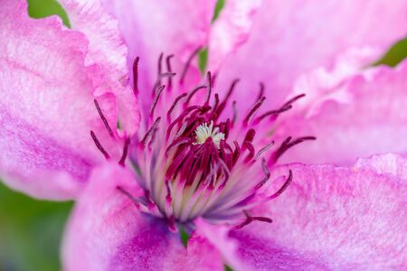 Clematis a beautiful climbing plant with beautiful large pink flowersの写真素材