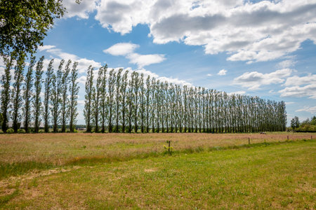The poplars are lined up high in the wind along the farmland in the Netherlands, province Overijssel