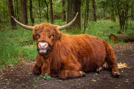 Brown Scottish Highlander ruminating in the forest in the Netherlands region of Twente, province of...