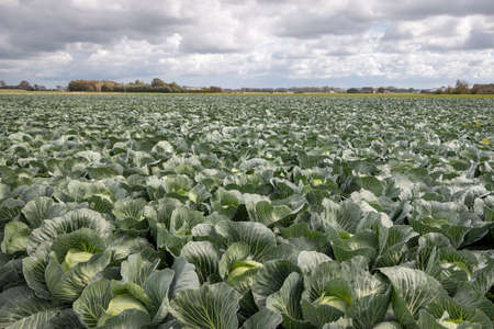 Growing and harvesting pointed cabbage on the North Holland clay in the Netherlands, a typical Dutch productの写真素材