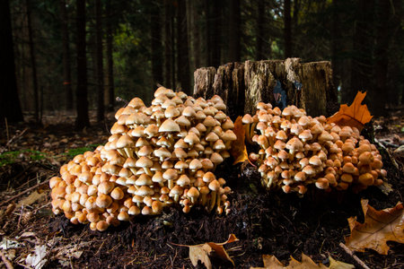 Sulfur tuft beautiful autumn mushrooms with a beautiful sulfur color in a large group especially on...