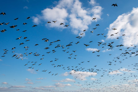 Geese in full flight in the Weerribben-Wieden national park in the province of Overijssel, the...