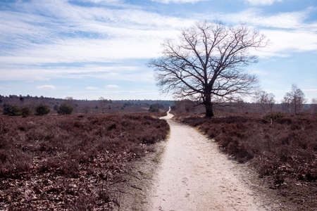 National park "the Sprengenberg", with sandy paths and heather landscapes on the Sallandse ridge close to the village of Haarle in the province of Overijssel, The Netherlandsの写真素材