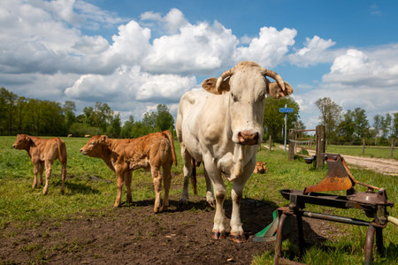 Blonde aquitaine cows with calves grazing in the grassland in the beautiful Twente province of...